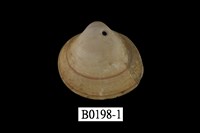 藏品(細紋鳥尾蛤)的圖片